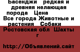 Басенджи - редкая и древняя нелающая порода › Цена ­ 50 000 - Все города Животные и растения » Собаки   . Ростовская обл.,Шахты г.